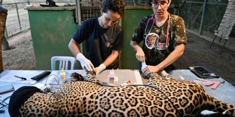 Brazil Vets Heal Burns Of Jaguar Burned In Pantanal Fire
