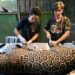 Brazil Vets Heal Burns Of Jaguar Burned In Pantanal Fire