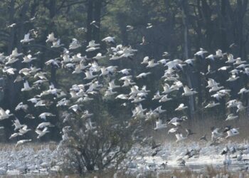Give the birds a break! Here are some hints on protecting the Atlantic flyway
