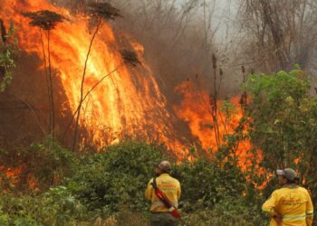 Bolivia grappling with record number of fires - World