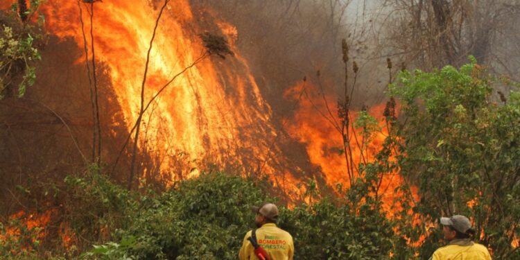 Bolivia grappling with record number of fires - World