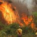Bolivia grappling with record number of fires - World