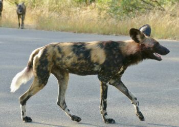 Epic Trek: Journeying from South Africa to Argentina on Foot