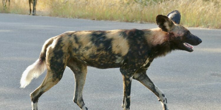 Epic Trek: Journeying from South Africa to Argentina on Foot