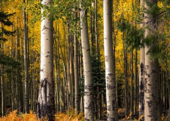 Your Ultimate Guide to Fall Attractions and Activities in Arizona