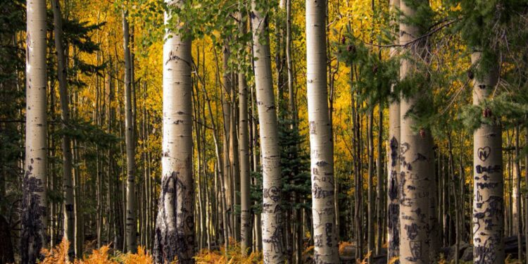 Your Ultimate Guide to Fall Attractions and Activities in Arizona