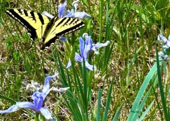 How much money does it take to be happy in Arizona? A lot, study shows