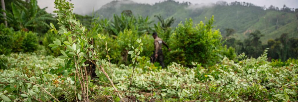 Reimagining the Drug War Amid Rising Coca Cultivation in Central America