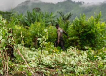 Reimagining the Drug War Amid Rising Coca Cultivation in Central America