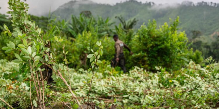 Reimagining the Drug War Amid Rising Coca Cultivation in Central America