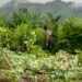 Reimagining the Drug War Amid Rising Coca Cultivation in Central America