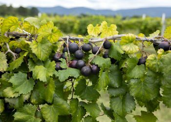 Grape news! Arkansas researchers secure grant dollars to grow a better muscadine