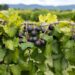 Grape news! Arkansas researchers secure grant dollars to grow a better muscadine