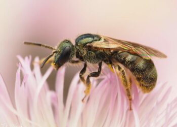 Climate change could threaten newly described ‘shiny’ North American bees