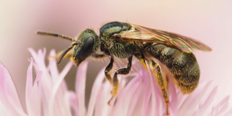 Climate change could threaten newly described ‘shiny’ North American bees