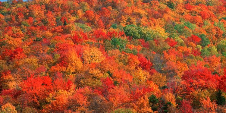 Leaf color tracker: Here’s when fall foliage will peak across US in 2024