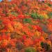 Leaf color tracker: Here’s when fall foliage will peak across US in 2024