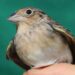 A beam of hope for North America’s most endangered sparrow