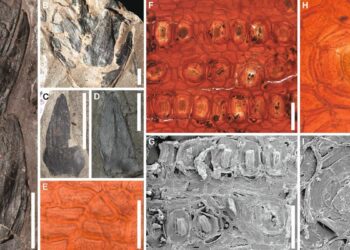 Fossils from lush 53 million-year-old South Pole rainforest discovered in Tasmania