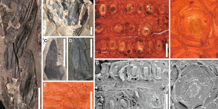Fossils from lush 53 million-year-old South Pole rainforest discovered in Tasmania