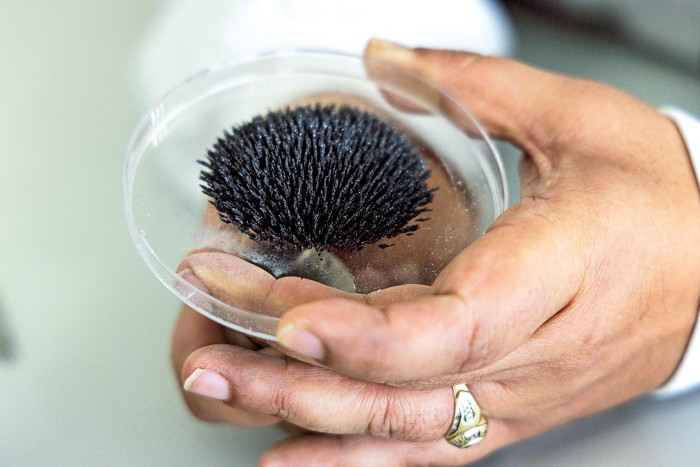 Close-up of hands holding a petri dish containing black sand. The sand forms a dome of tall spikes in response to the magnetic field from a magnet that has been placed under the petri dish.