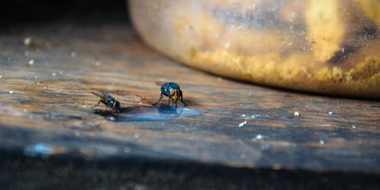 USDA issues new import restrictions for certain animals from Honduras