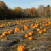 This Maine farm has the best pumpkin patch, corn maze in America