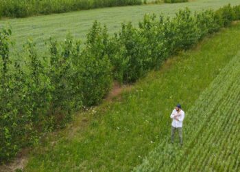 This Ancient Practice Could Help Revitalize America’s Corn Belt – Mother Jones