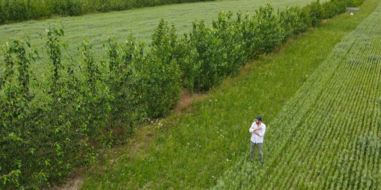 This Ancient Practice Could Help Revitalize America’s Corn Belt – Mother Jones