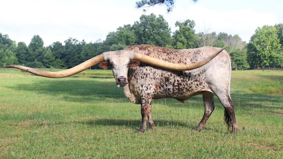 The largest horn spread on a steer living measures 323.74 cm (127.458 in) and was achieved by...