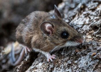 Seven California cities ranked among most rodent-infested in U.S.