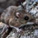 Seven California cities ranked among most rodent-infested in U.S.