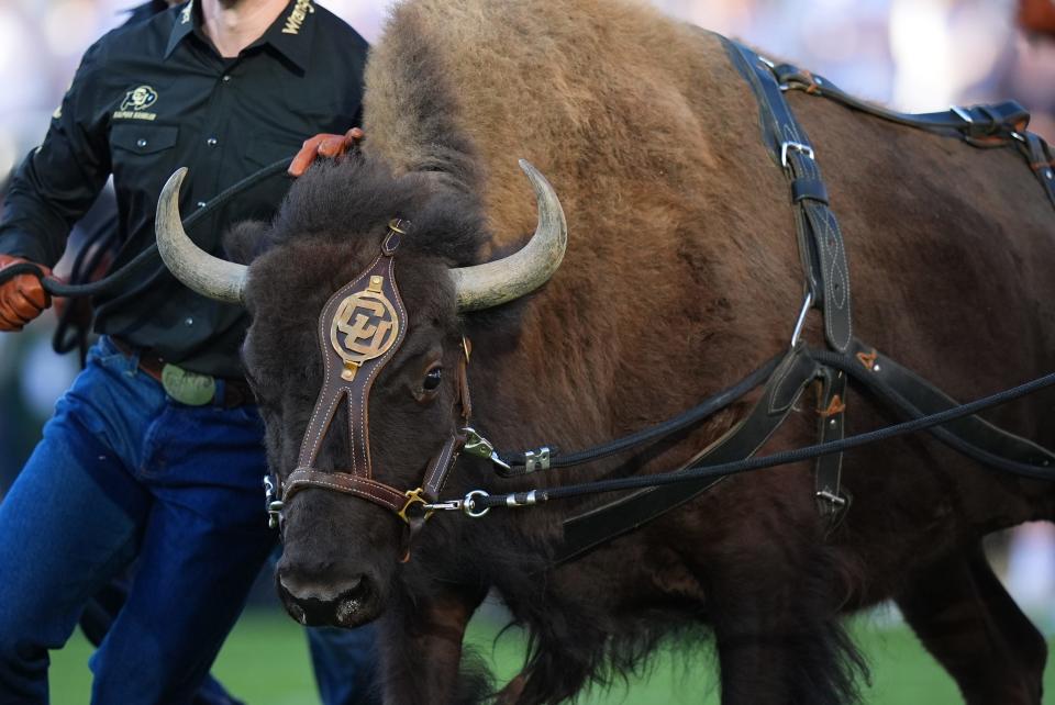 Aug 29, 2024; Boulder, Colorado, USA; Colorado Buffaloes mascot Ralphie runs onto Folsom Field before the game against the North Dakota State Bison. Mandatory Credit: Ron Chenoy-USA TODAY Sports