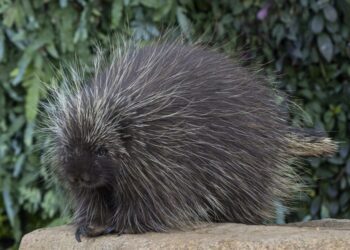 First-ever cesarean section performed on North American porcupine