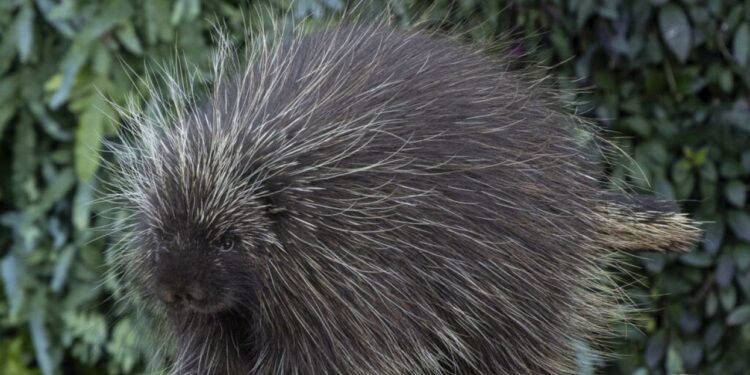 First-ever cesarean section performed on North American porcupine