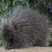 First-ever cesarean section performed on North American porcupine