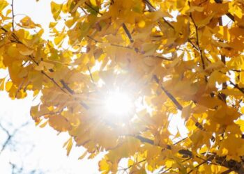 Autumn Sun and a Few Storms Here, Still Watching the Tropics