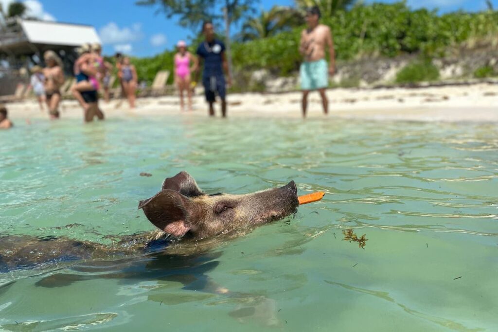 Avoid casinos and swim with pigs: How to discover the authentic Bahamas