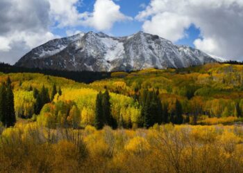 10 facts about aspen, Colorado's fascinating tree of fall | Lifestyle