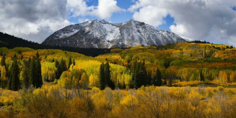 10 facts about aspen, Colorado's fascinating tree of fall | Lifestyle