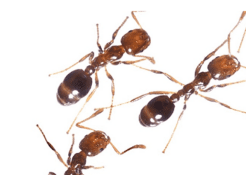 Red Fire Ant Wars - CounterPunch.org