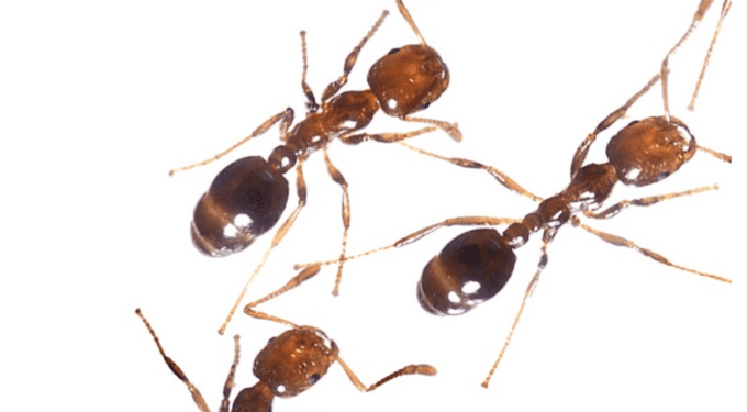 Red Fire Ant Wars - CounterPunch.org