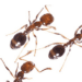 Red Fire Ant Wars - CounterPunch.org