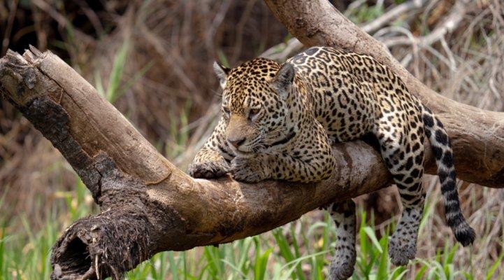 Women Lead The Way Building A Sustainable Future For Jaguars In Panama Image