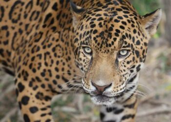 Women Lead The Way Building A Sustainable Future For Jaguars In Panama