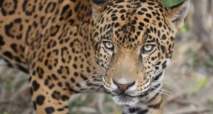 Women Lead The Way Building A Sustainable Future For Jaguars In Panama