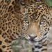 Women Lead The Way Building A Sustainable Future For Jaguars In Panama