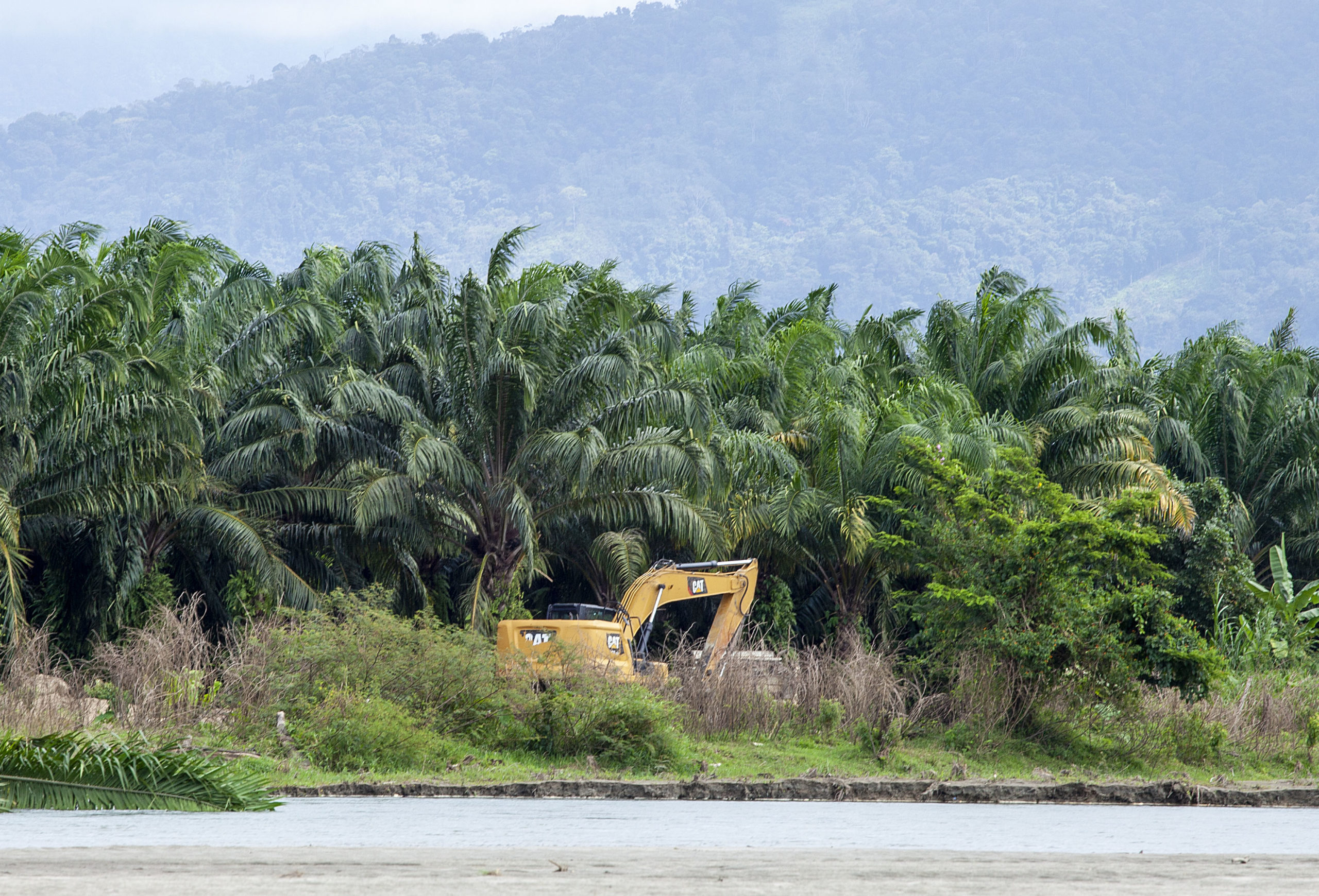 Una retroexcavadora abre un canal para desviar agua del río Cuyamel a una plantación de palma aceitera. Omoa, Cortés, Honduras. Foto CC / Fernando Destephen.