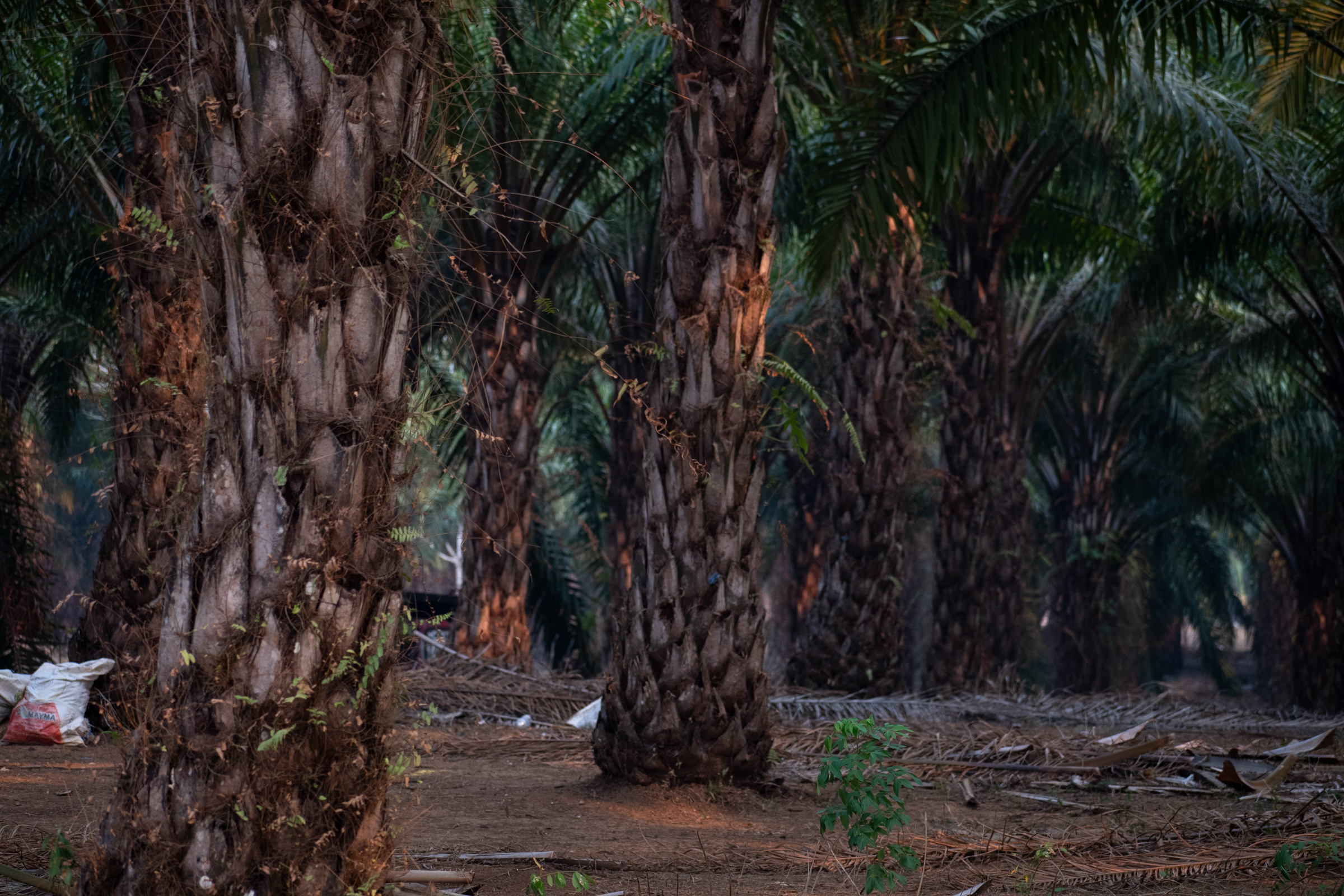 Después de extraer la pulpa, los trabajadores de la empresa palmera dejan los desechos en el suelo. Con la lluvia, estos llegan a los ríos del municipio, según comentan las vecinas. Foto: Christian Gutiérrez.