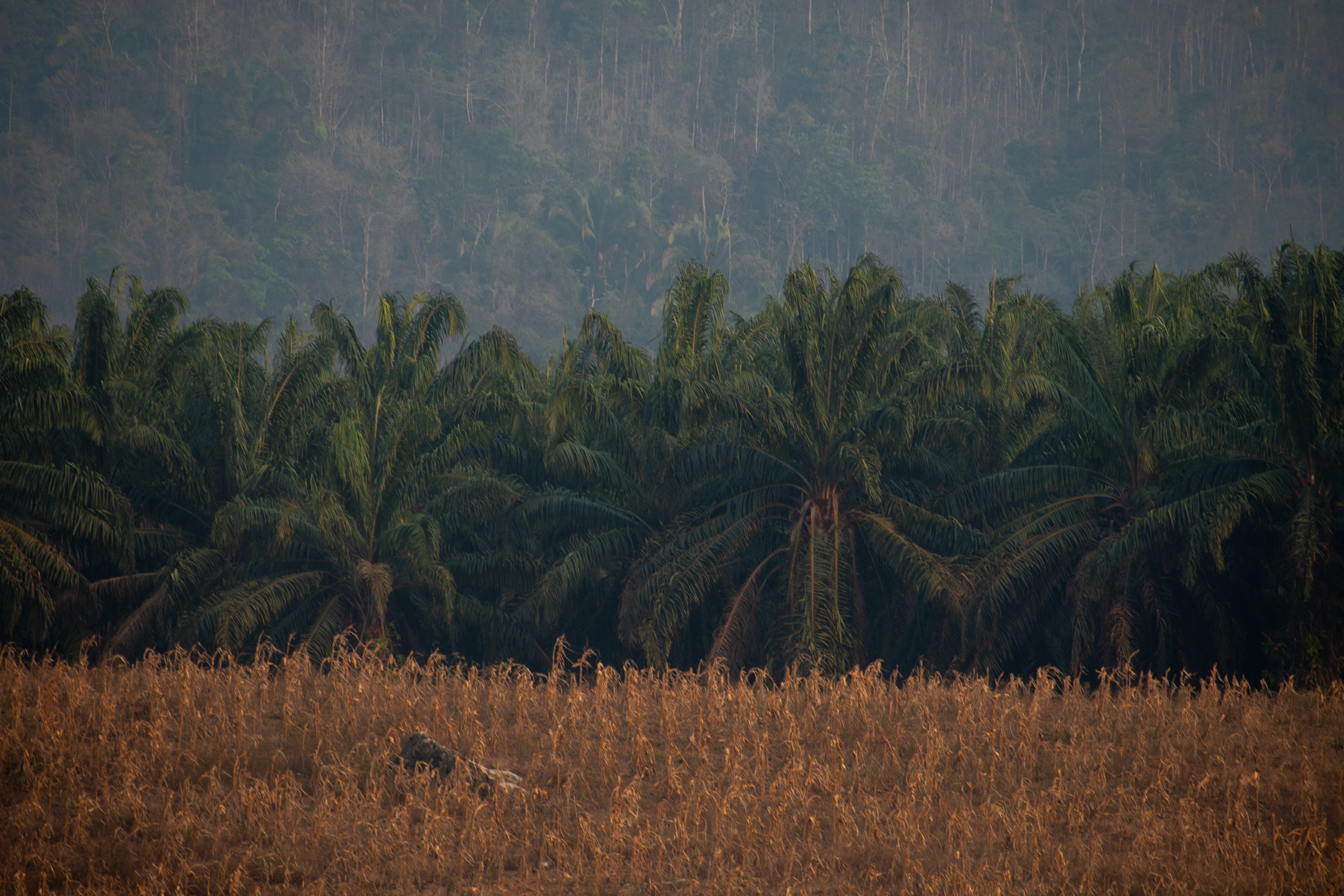 El clima y la humedad de los suelos de las Tierras Bajas del Norte de Guatemala favorecen el cultivo de palma. Foto: Christian Gutiérrez.